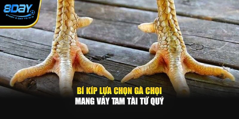 Bí kíp lựa chọn gà chọi mang vảy tam tài tứ quý