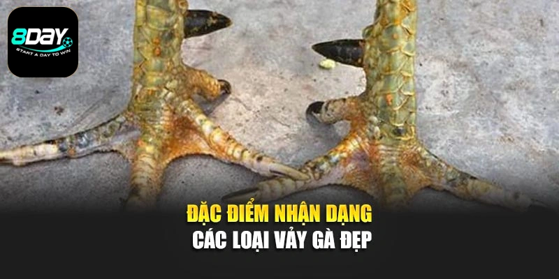Đặc điểm nhận dạng các loại vảy gà đẹp