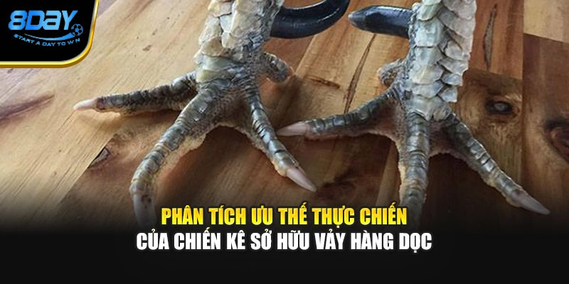 Phân tích ưu thế thực chiến của chiến kê sở hữu vảy hàng dọc