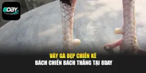Vảy Gà Đẹp - Chiến Kê Bách Chiến Bách Thắng Tại 8day